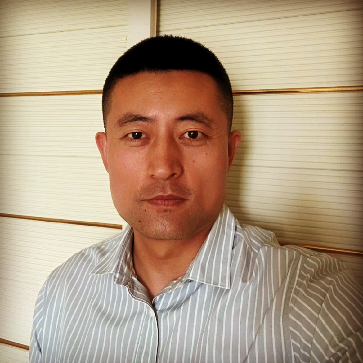 阳光下的向日葵的照片