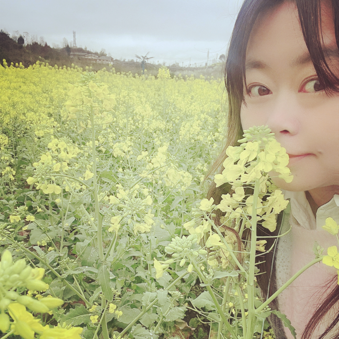 蜕变的枯叶蝶的照片