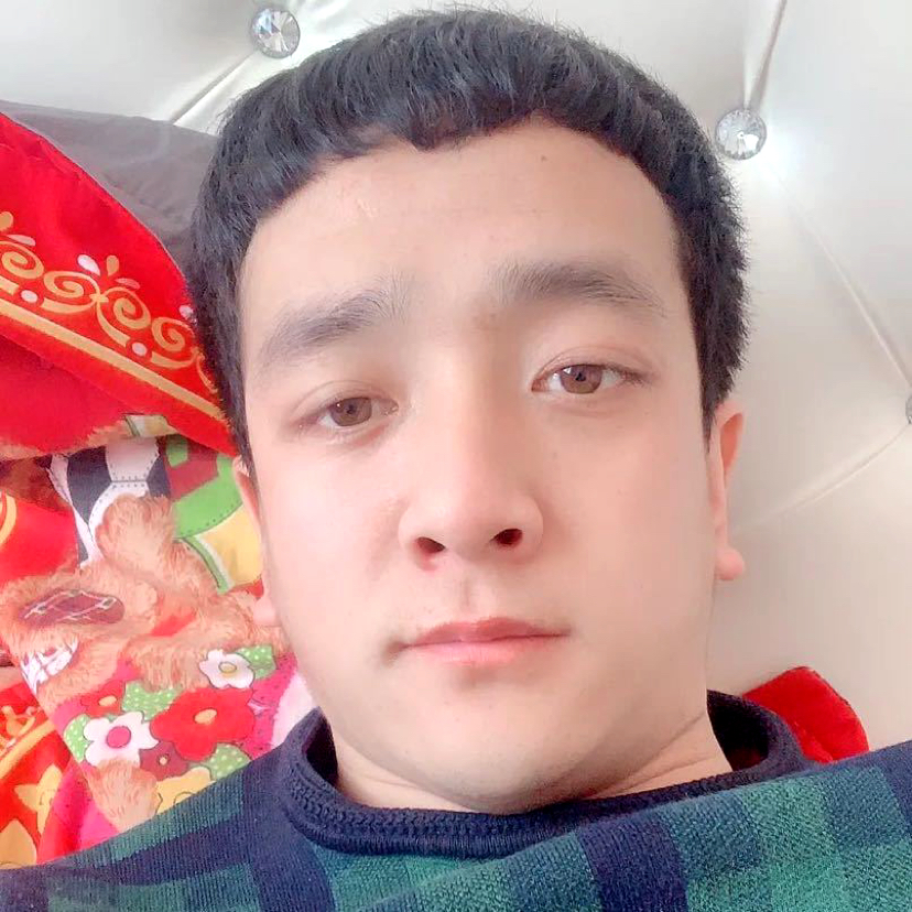 北方的狼的照片