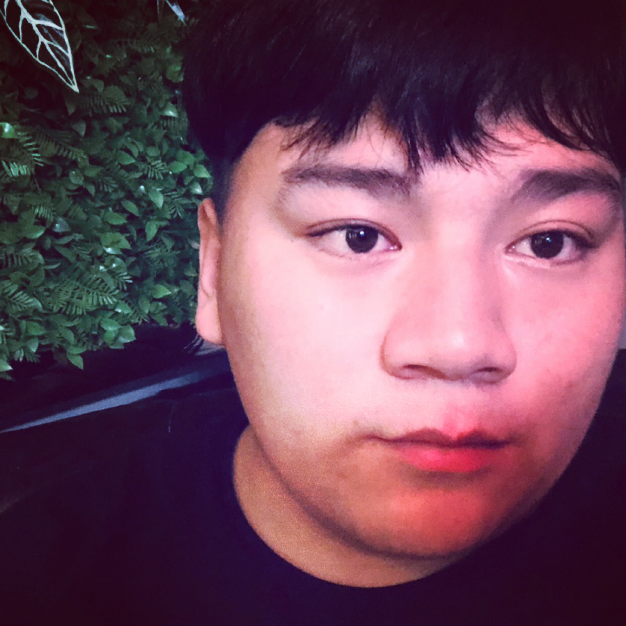 森槿邂逅背后的照片