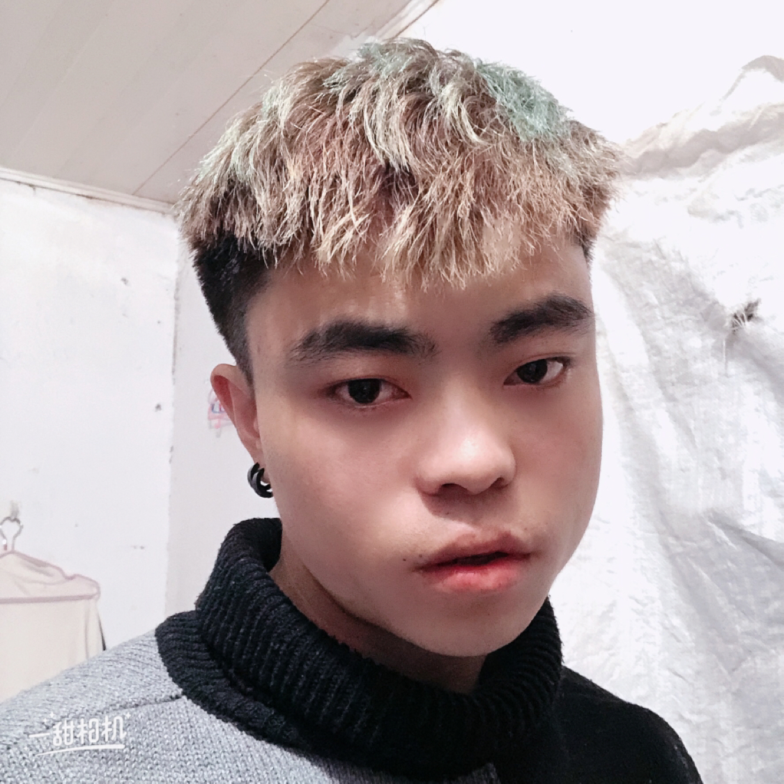 迷人演变鼠标的照片